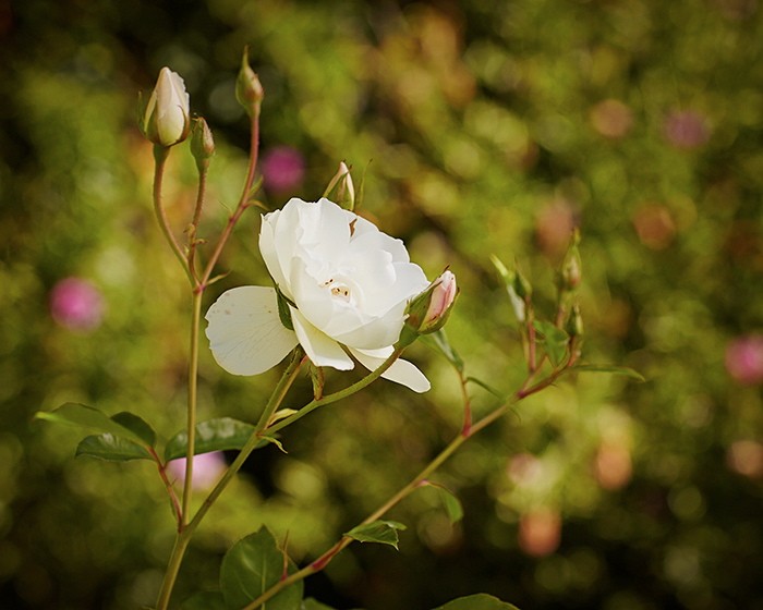 gardening 101 how to prune a rose5 ; Gardenista