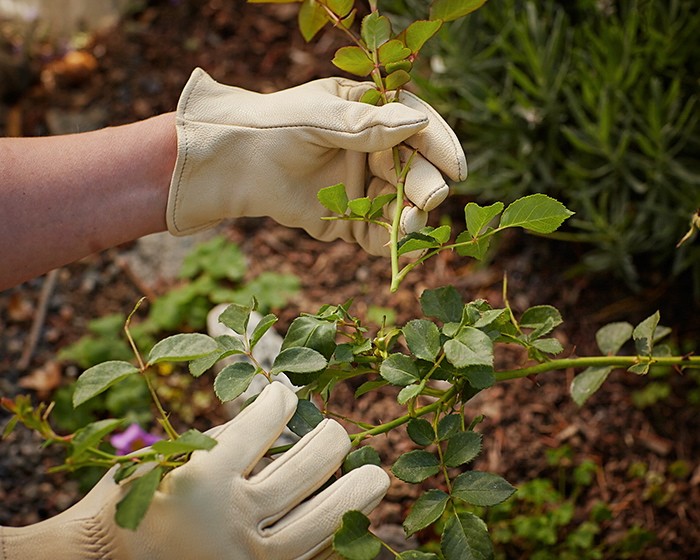 roses gardening 101 prune 5 ; Gardenista