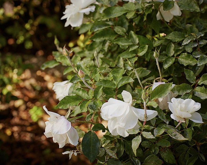 roses gardening 101 prune 2 ; Gardenista