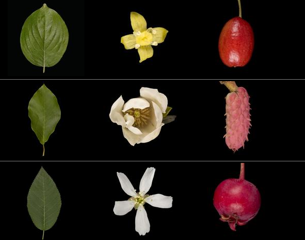 leafsnap-ID-plants-flower-app-gardenista