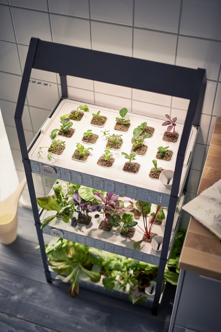 ikea_krydda_vaxer_hydroponics_gardening_kit_gardenista_11352