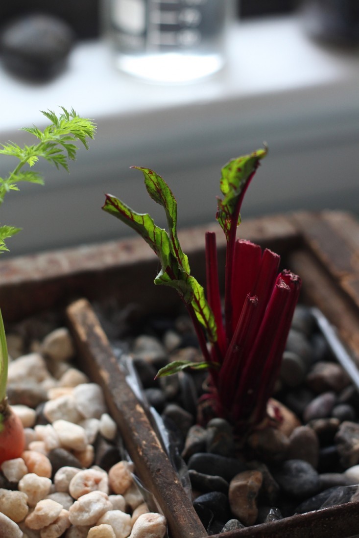 Compost Garden, sprouting beets-733x1099