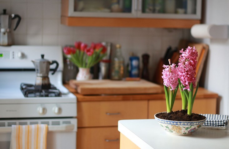 hyacinths-tulips-kitchen-flowers_marie viljoen-diy-gardenista