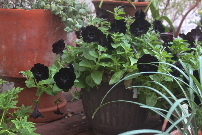 Lyman Estate Waltham MA, black petunias