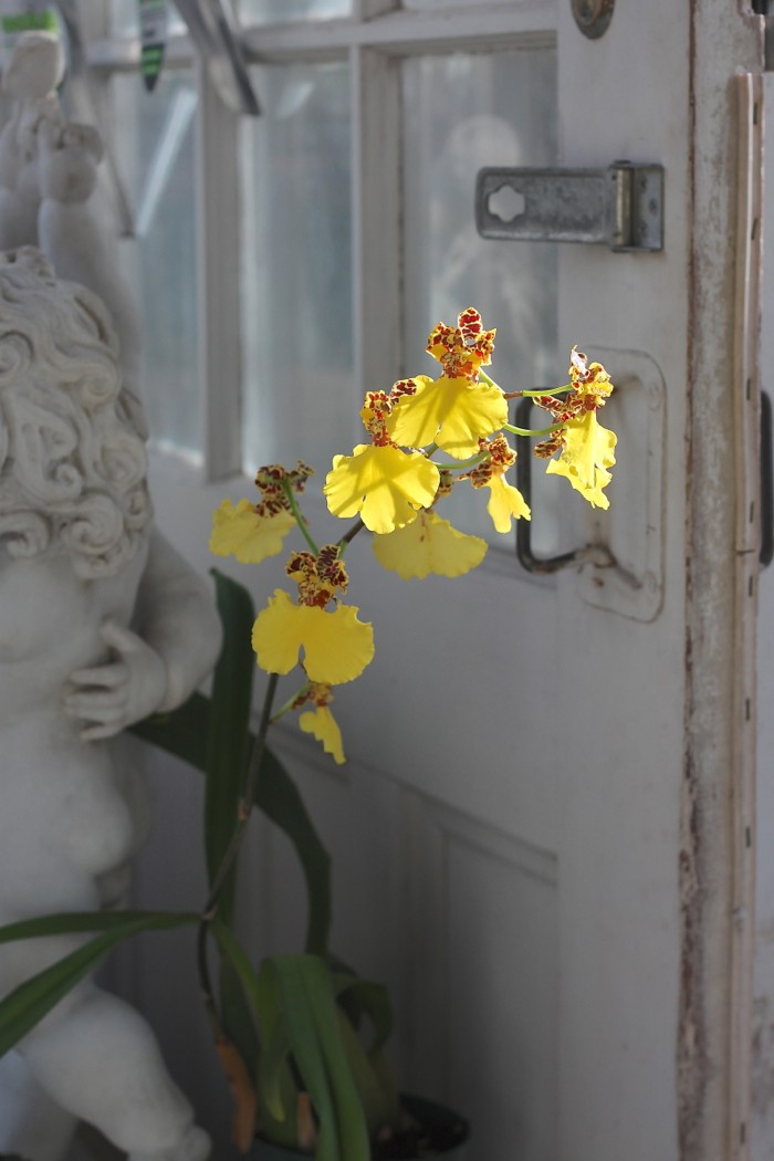 Lyman Estate Greenhouses, orchid