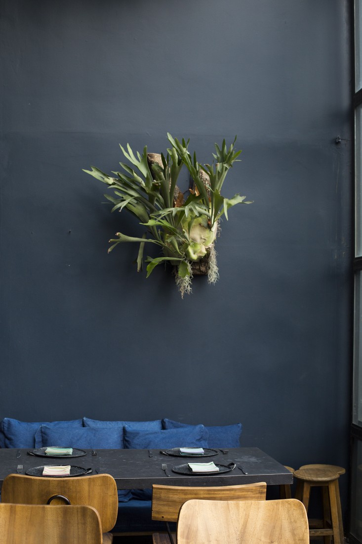 staghorn fern at romita mexico city by mimi giboin for gardenista