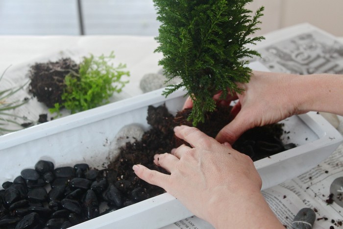 desktop zen garden, cypress, Gardenista