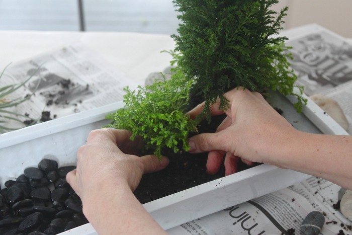 desktop zen garden, club moss, Gardenista