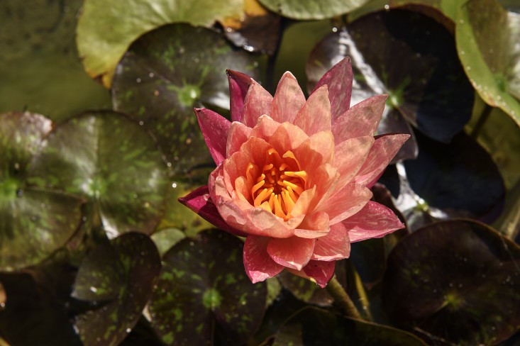 barliswedlick-lily-pad-gardenista