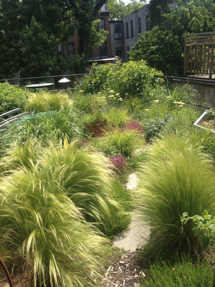 mexican-feather-grass-brooklyn-roof-garden-gardenista