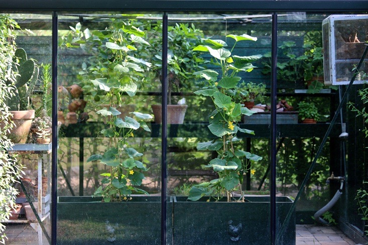 mette-krull-greenhouse-black-planter-3-gardenista