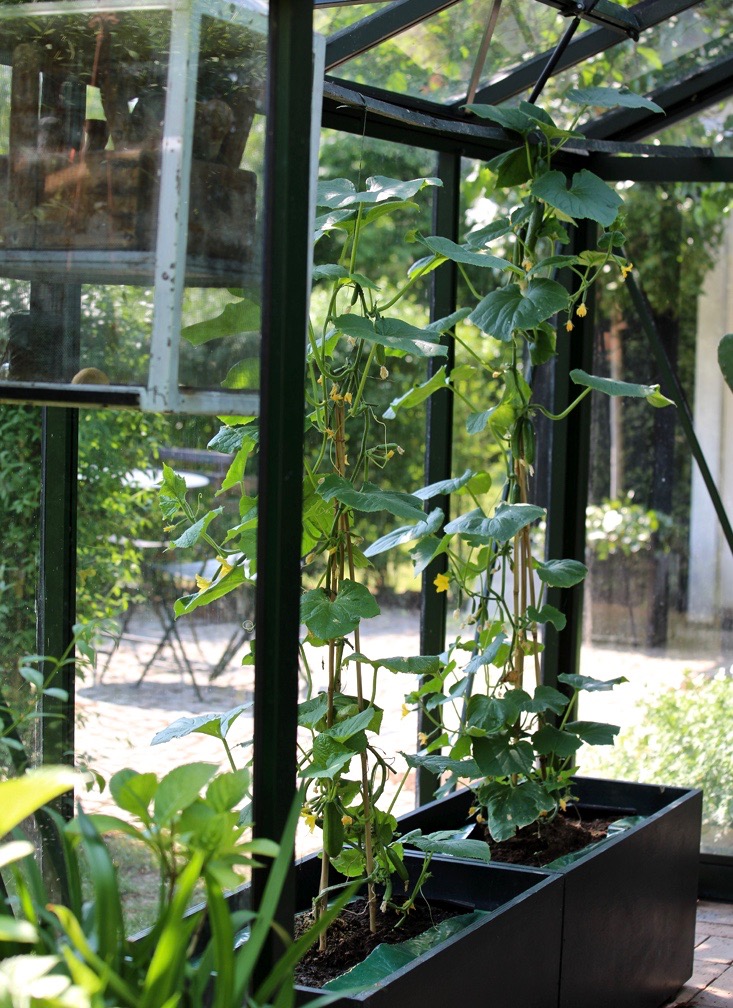 mette-krull-greenhouse-5-vines-planters-gardenista