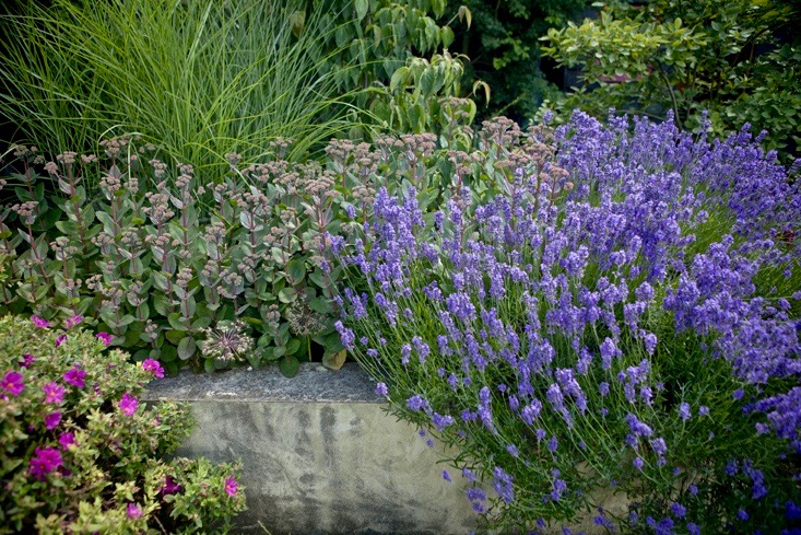 cistus-sedum-lavender-catriona-andrews-london-gardenista