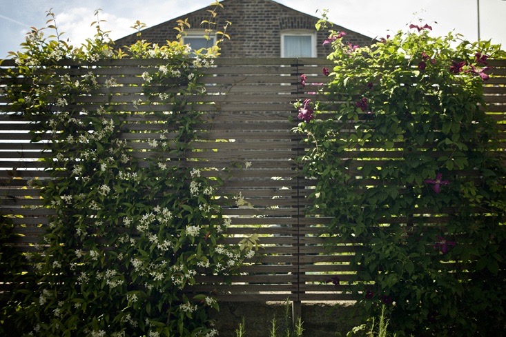 horizontal-slat-fence-vines-climbers-catriona-andrews-gardenista