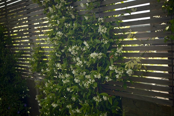 jasmine-vine-horizontal-slat-fence-catriona-andrews-gardenista