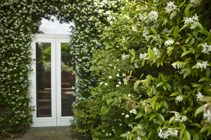 jasmine-vines-catriona-andrews-garden-gardenista