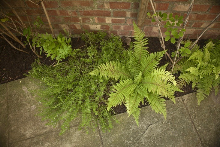 ferns-brick-wall-catriona-andrews-gardenista