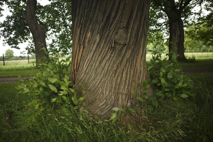 capability-brown-burghley-3-gardenista