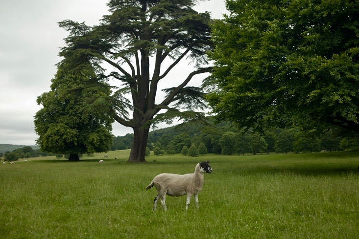 capability-chatsworth-cedar-gardenista