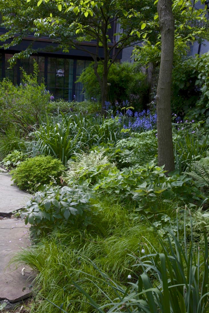 brooklyn-backyard-garden-maria-robledo-gardenista