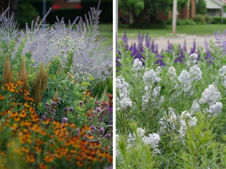 curb-appeal-perennial-grasses-adam-woodruff-illinois-gardenista