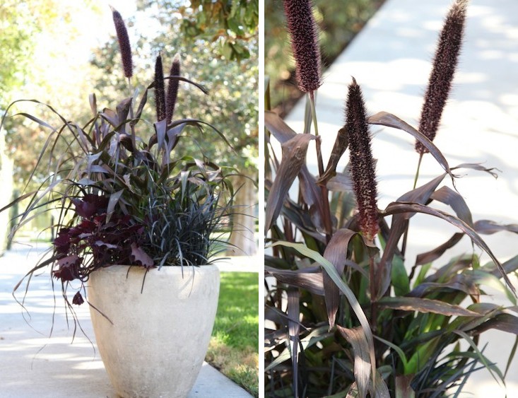 purple-millet-grass-curb-appeal-gardenista