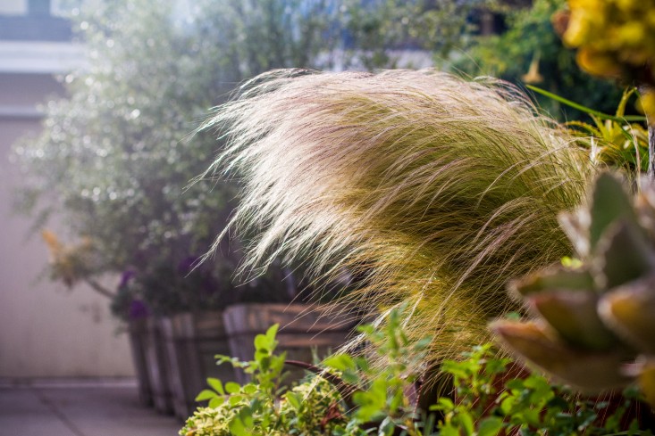 Garden-Apothecary-Half-Moon-Bay-California-Container-Garden-Driveway-Gardenista-APR2016-2-20