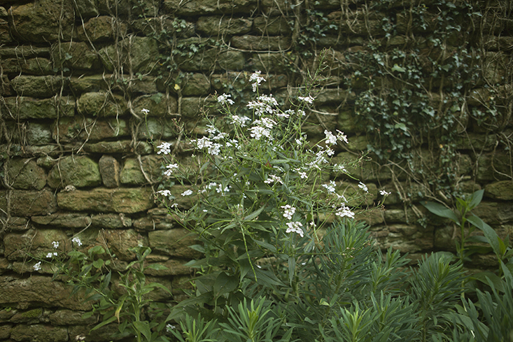 petra-stone-wall-jim-powell-gardenista