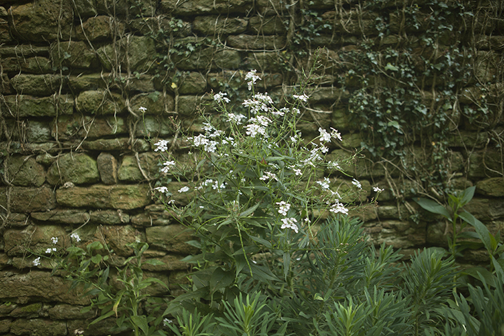 petra-stone-wall-jim-powell-gardenista