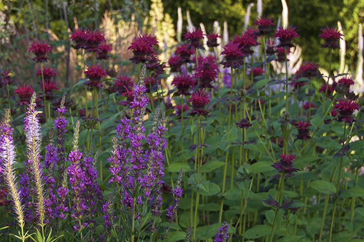 monarda-petra-garden-gardenista