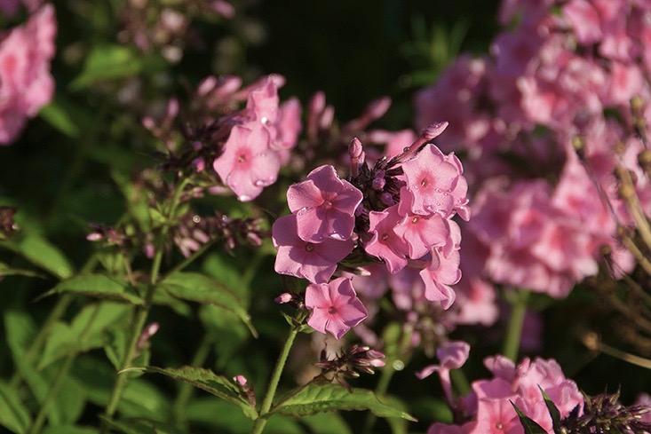 pink-phlox0petra-gardenista