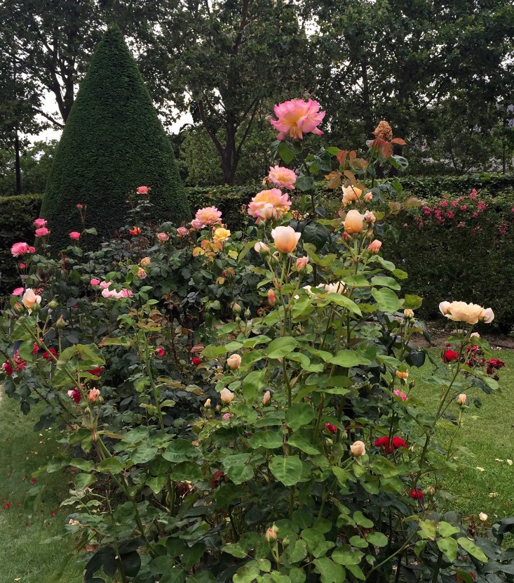paris-mix-and-match-roses-gardenista-1