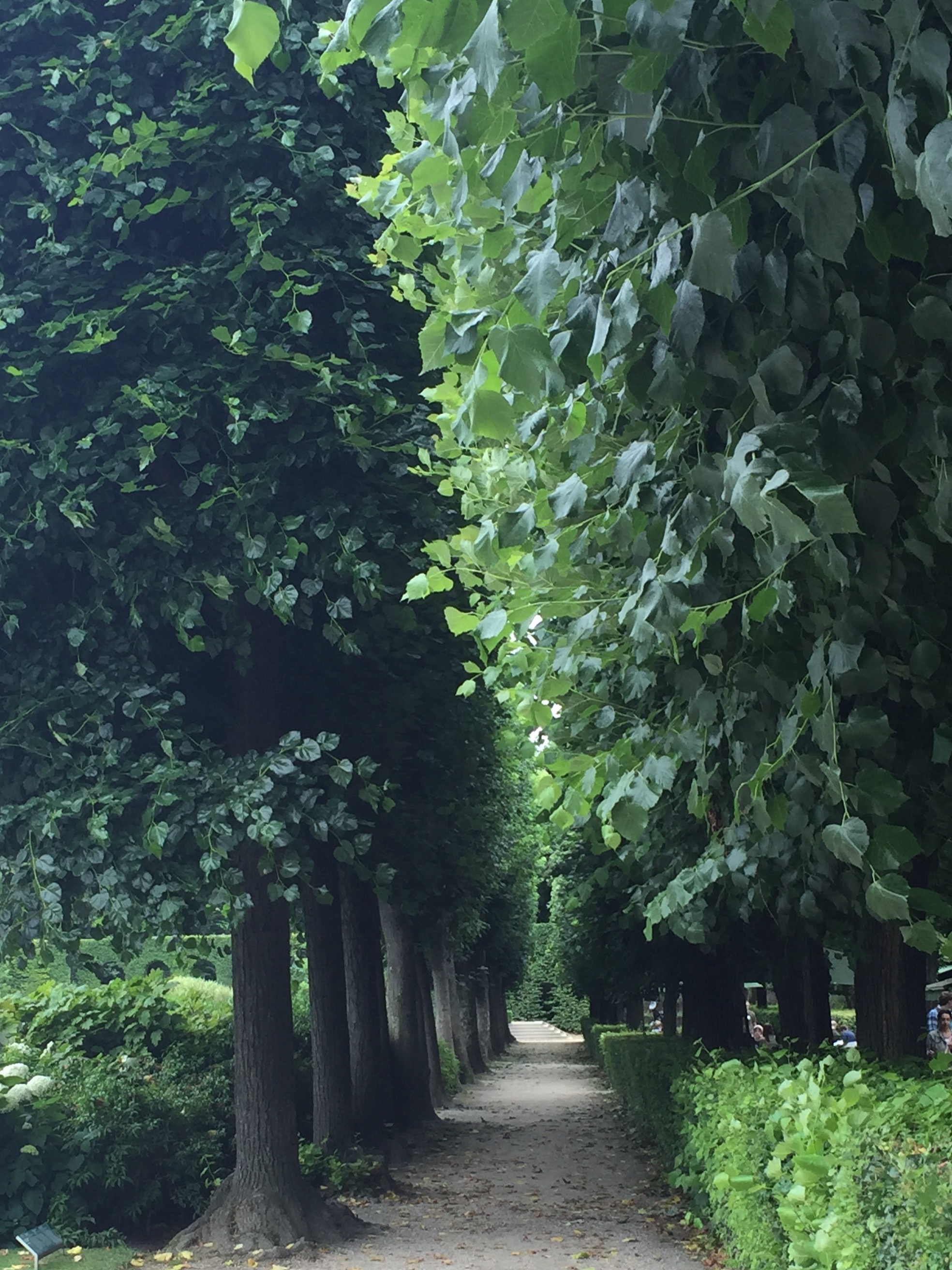 paris-allee-trees-shade-gardenista