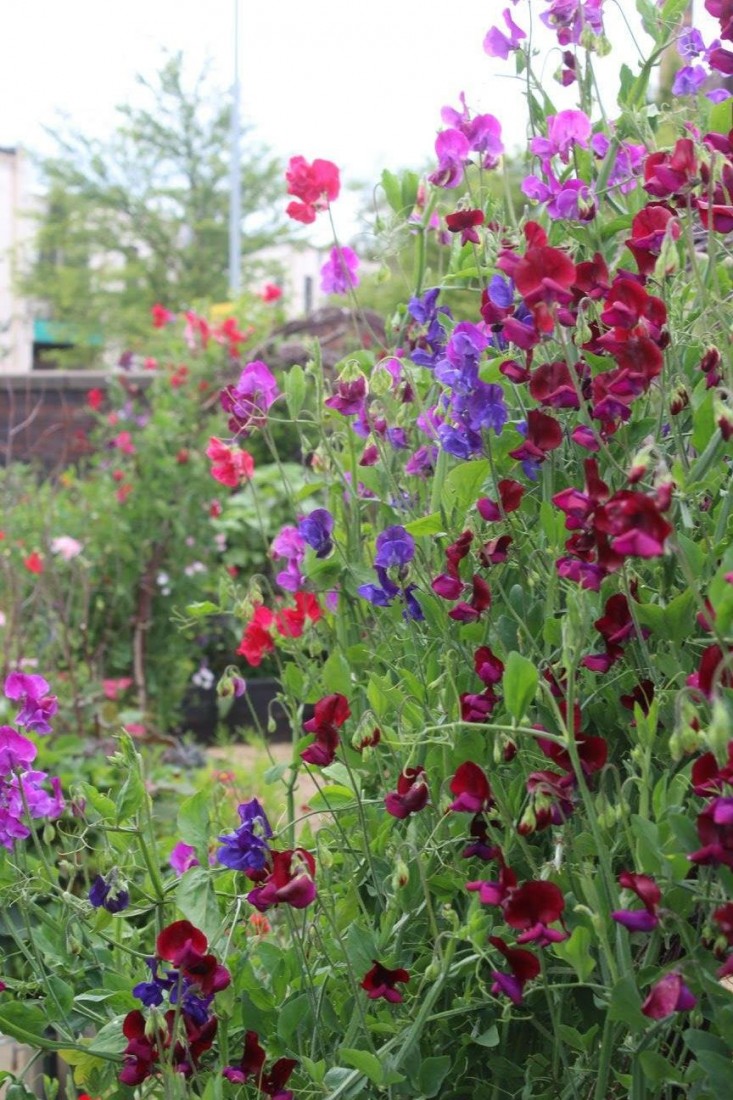 emma-bridgewater-arthur-parkinson-birch-arbors-trellises-sweet-peas-gardenista