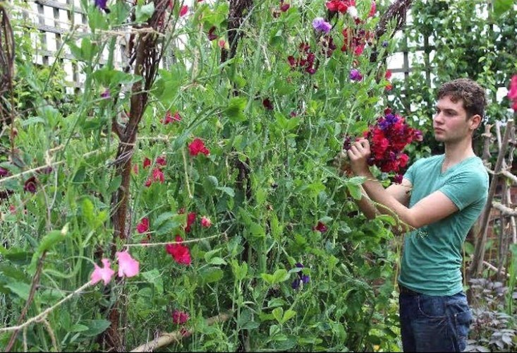 emma-bridgewater-arthur-parkinson-sweet-peas-trellis-gardenista