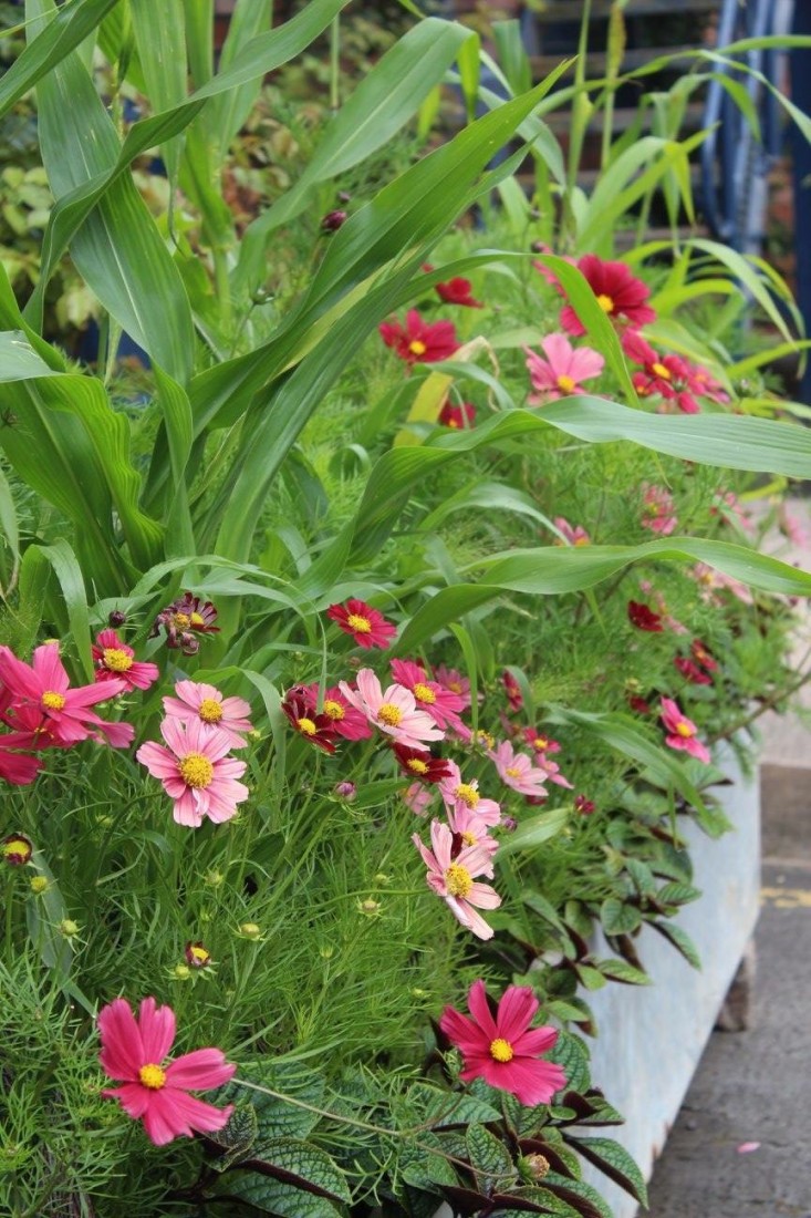 emma-bridgewater-arthur-parkinson-planter-cosmos-gardenista