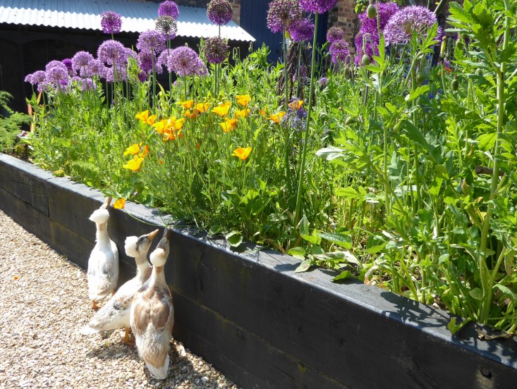 emma-bridgewater-arthur-parkinson-crested appleyard-ducks-gardenista