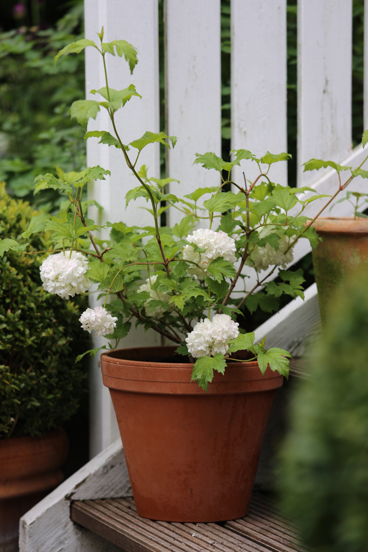 mette-krull-viburnum-gardenista