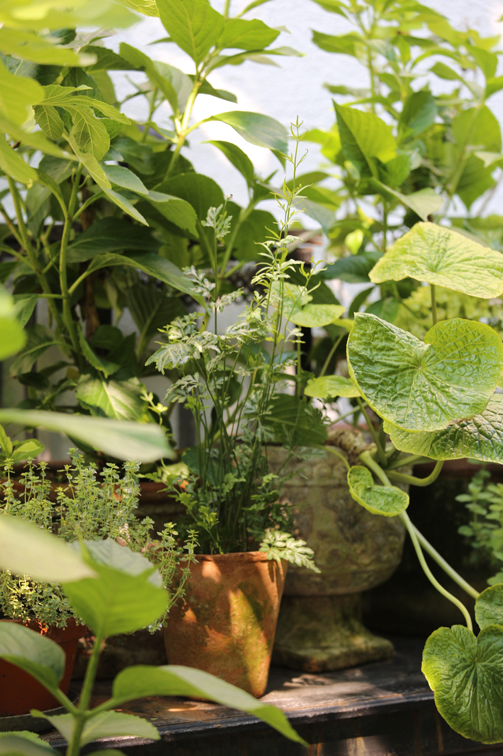 mette-krull-greenhouse-6-gardenista