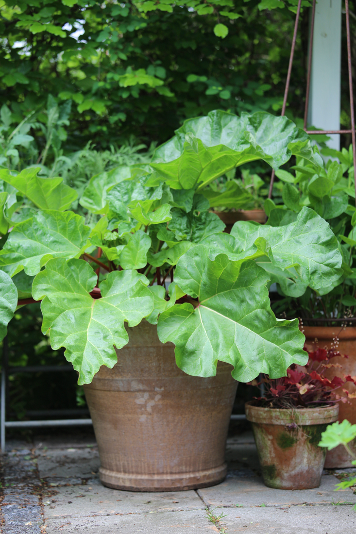 mette-krull-rhubarb-gardenista