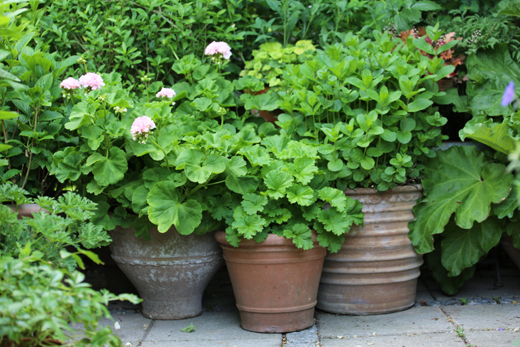 mette-krull-pots-2-gardenista