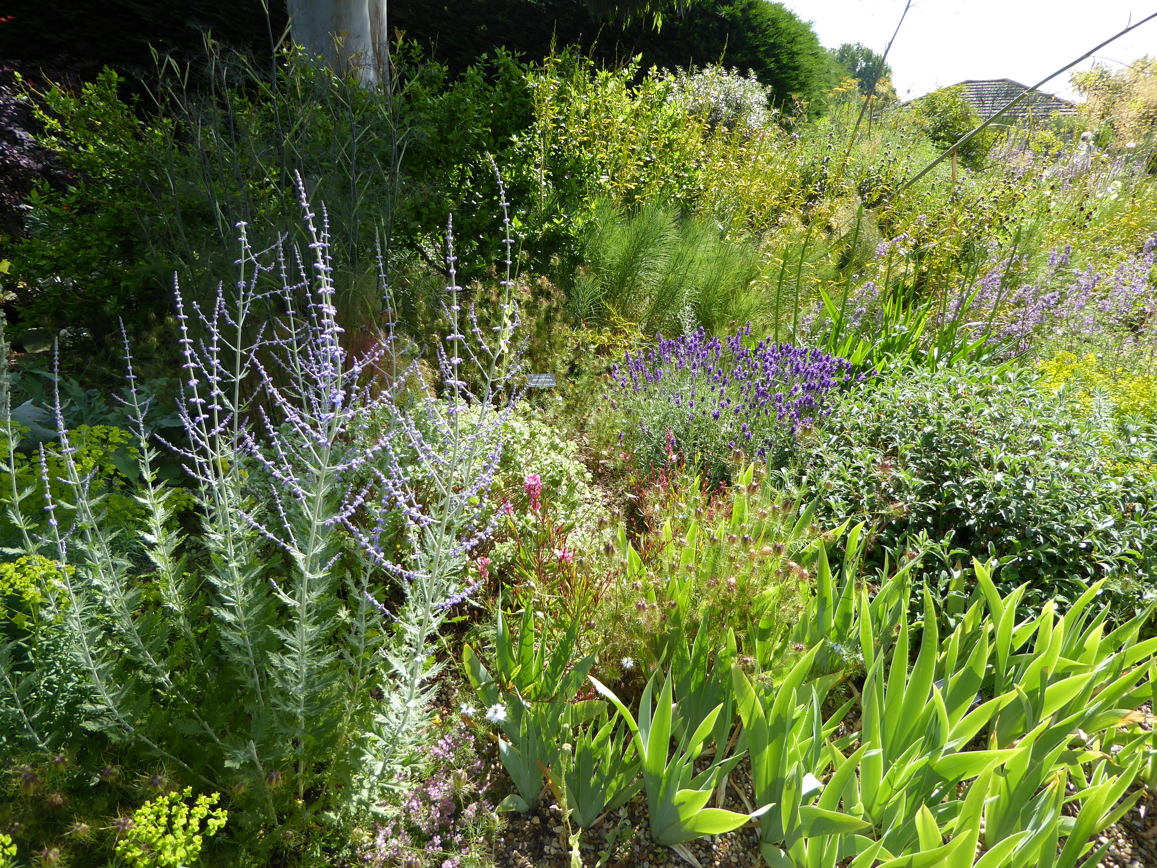 beth-chatto-gravel-garden-perovskia-gardenista