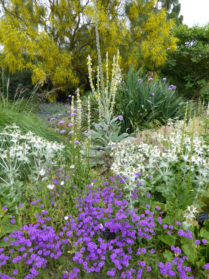 beth-chatto-Verbena-Rigida-purple-gravel-garden-gardenista