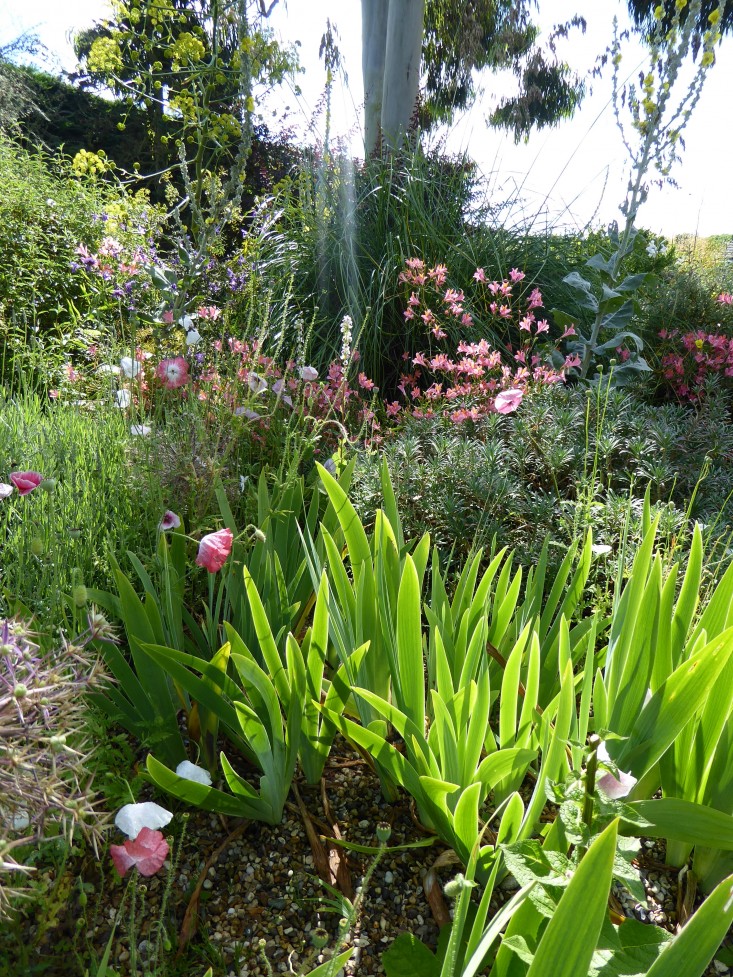 beth-chatto-pink-poppies-irises-gardenista