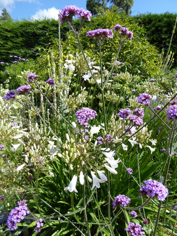 beth-chatto-gravel-garden-Agapanthas-Verbena-gardenista