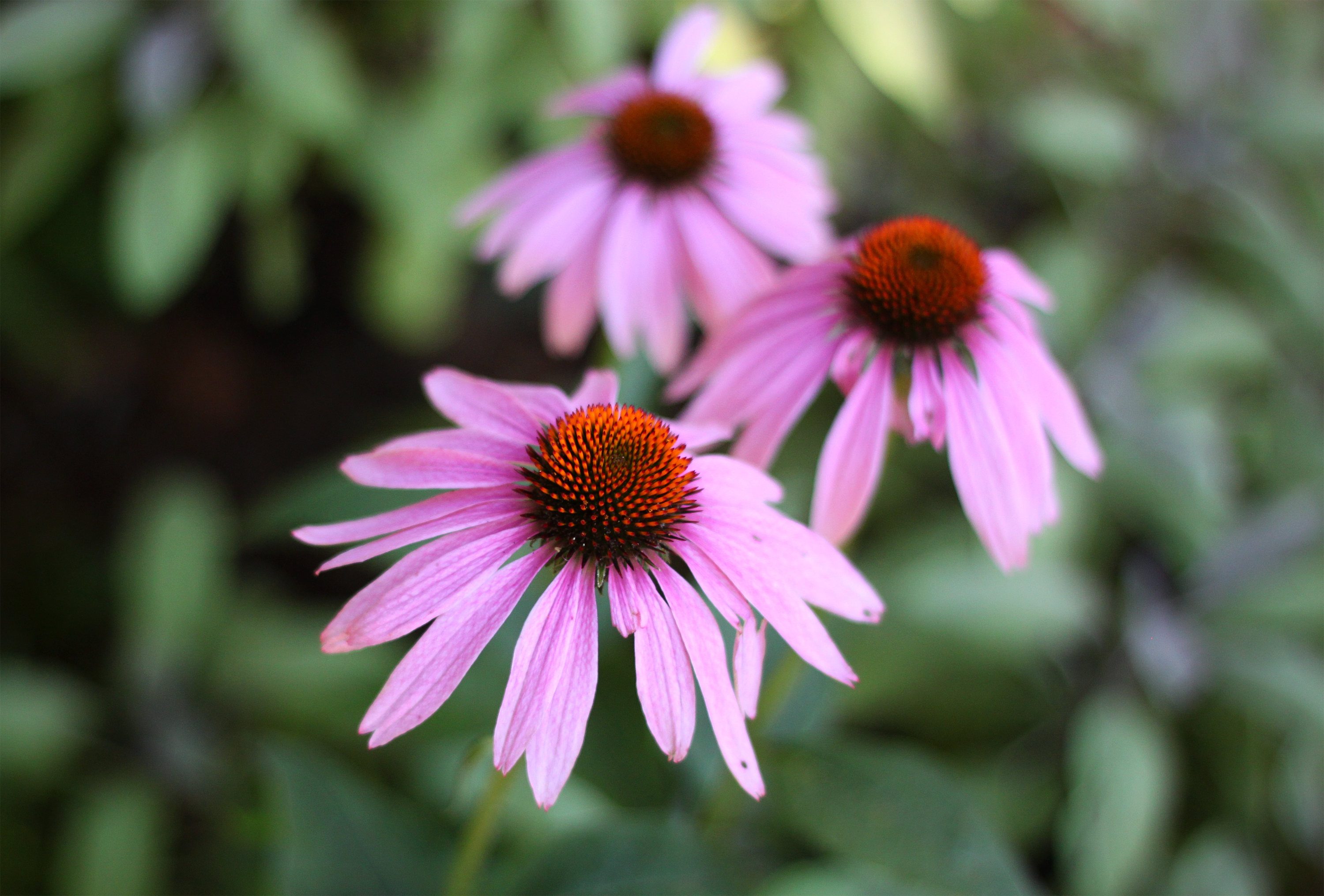 Marnie's Garden Echinacea, Gardenista