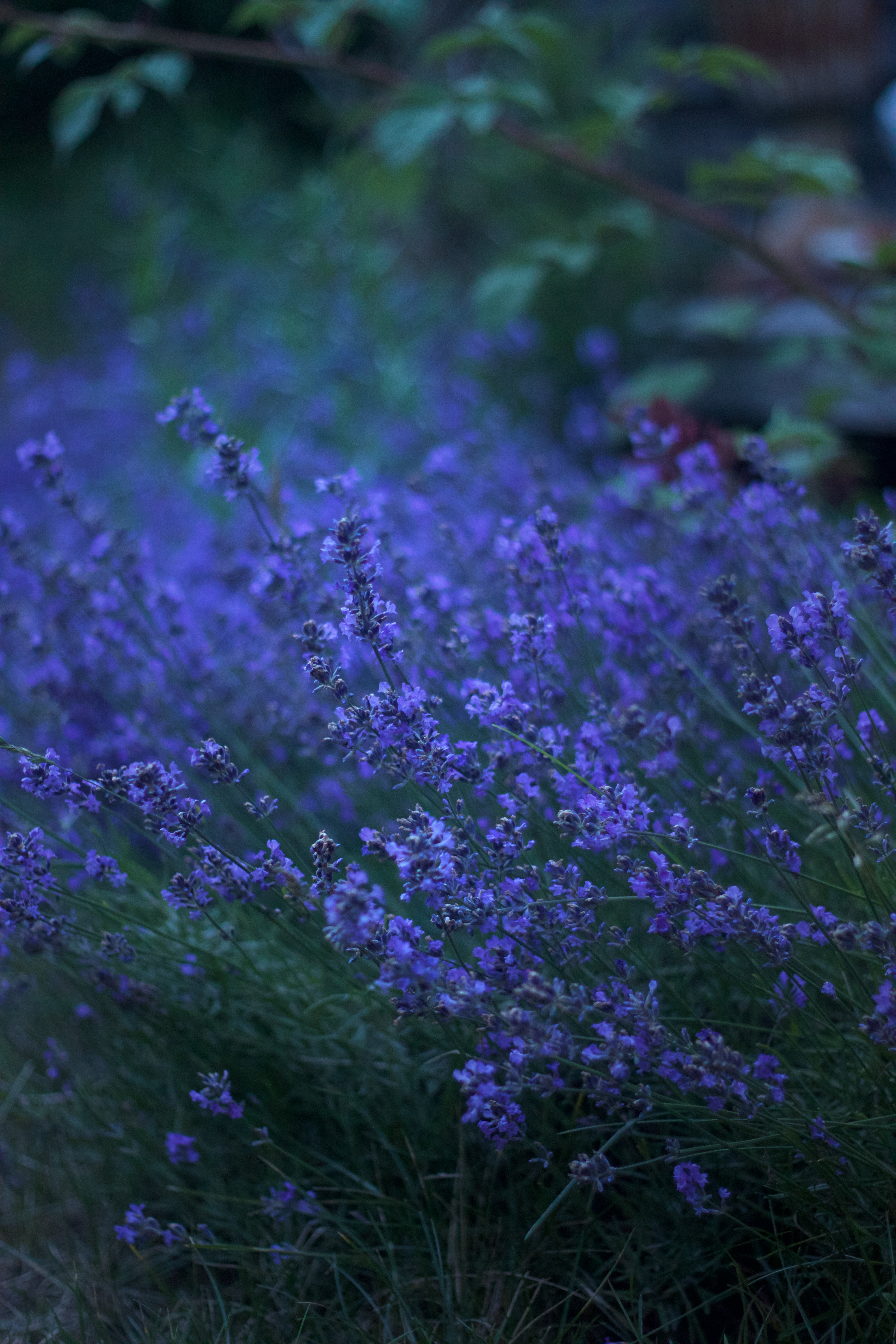 Marnie's garden lavender, Gardenista