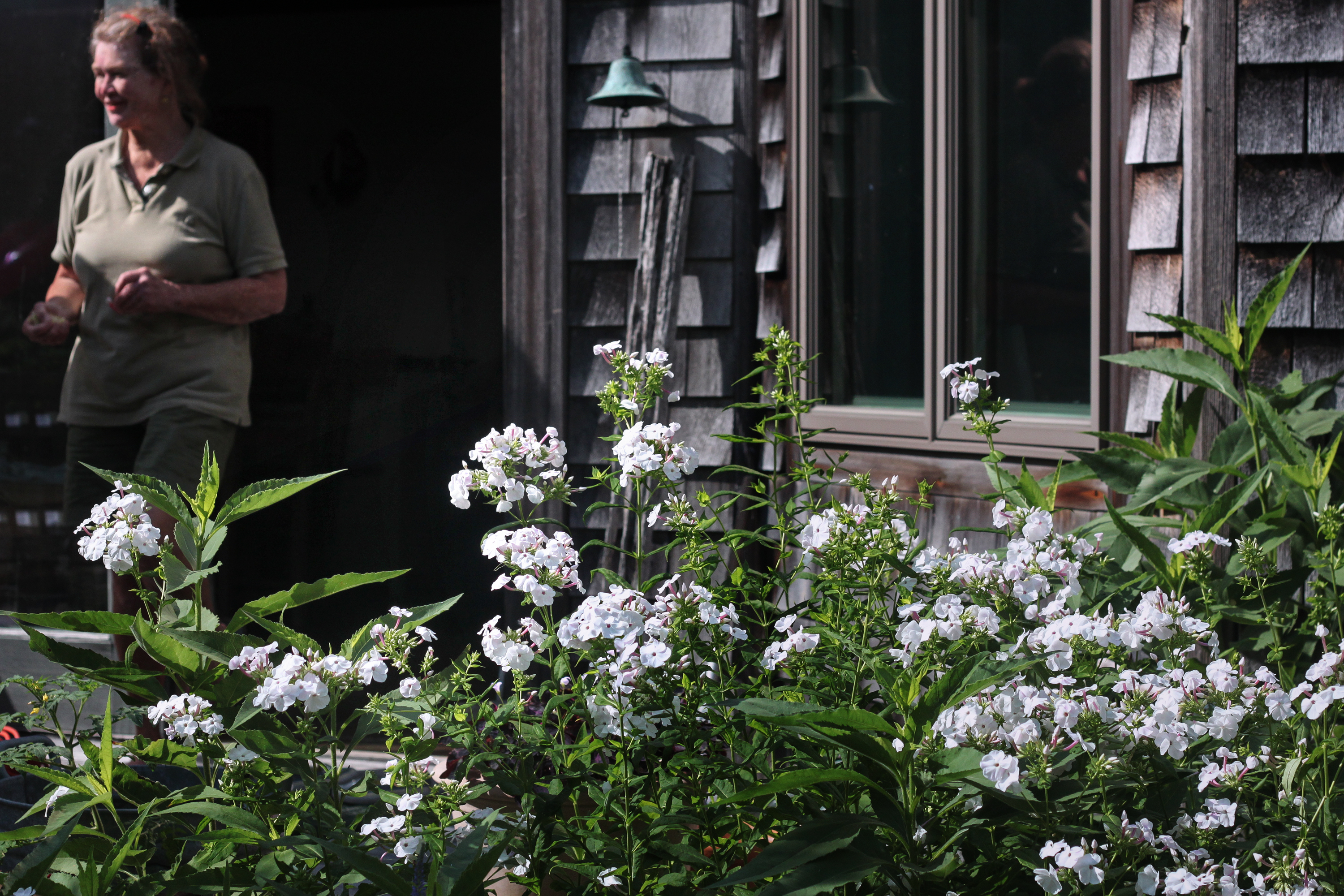 Marnie's garden, phlox, Gardenista_edited-1