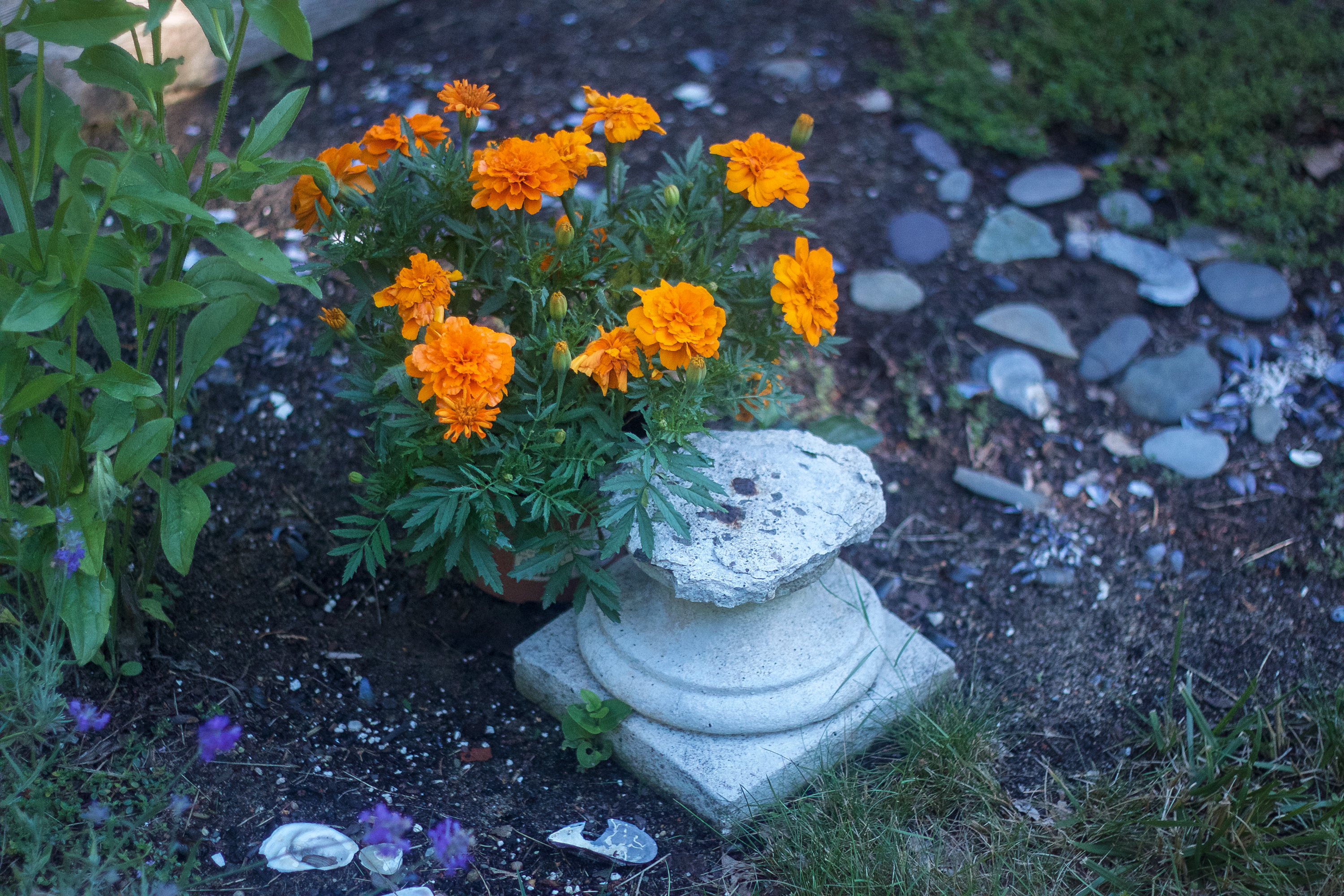 Marnie's Garden Marigolds, Gardenista