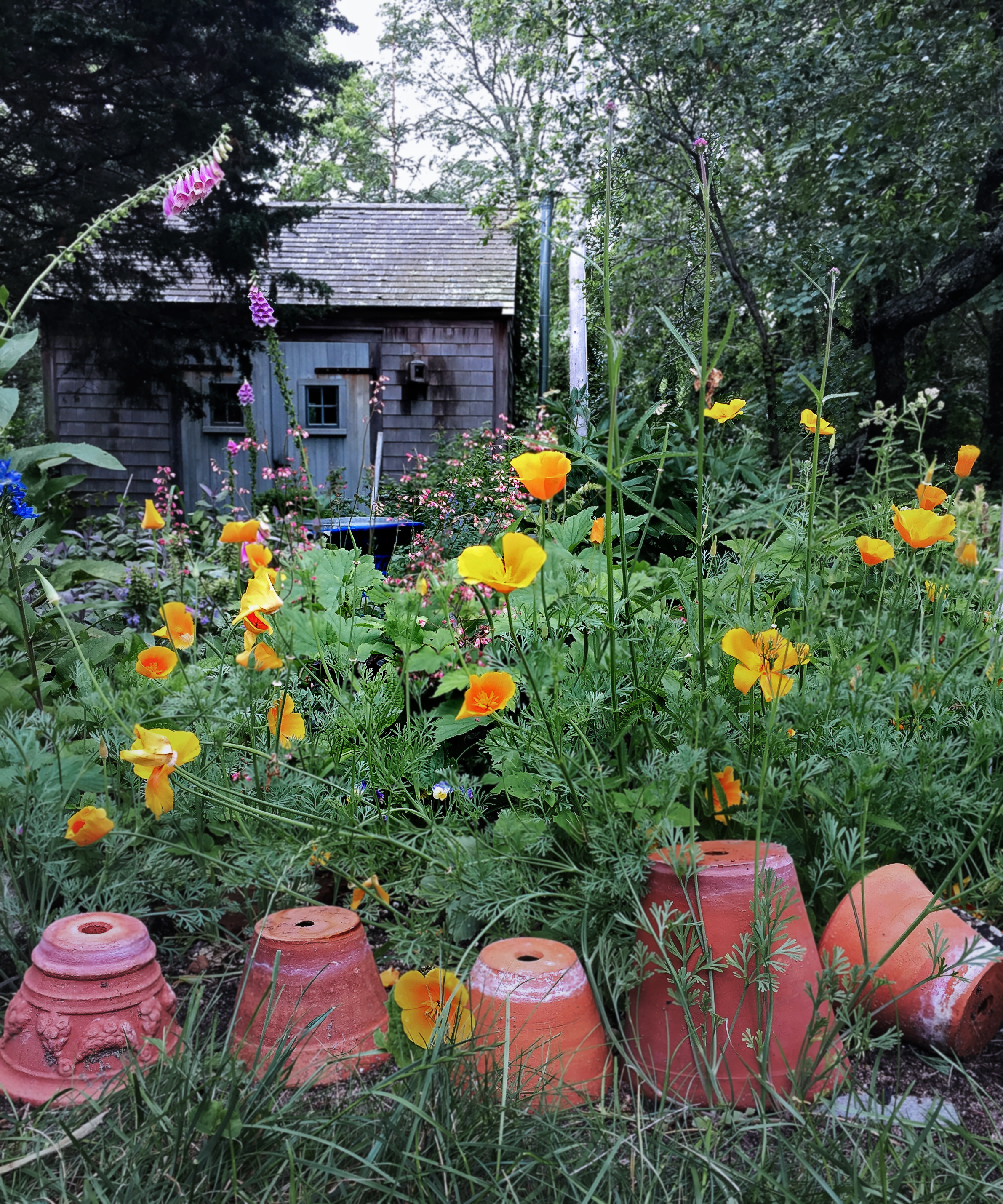 Marnie's garden with CA poppies_edited-3